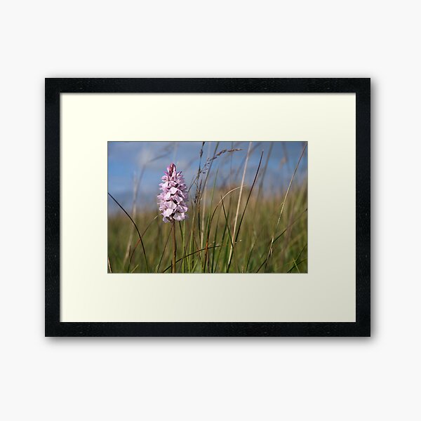 Spotted Orchid, Portnoo, Co. Donegal Framed Art Print
