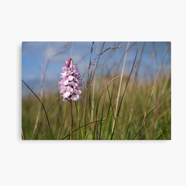 Spotted Orchid, Portnoo, Co. Donegal Canvas Print