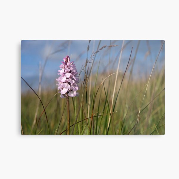 Spotted Orchid,  Portnoo, Co. Donegal Metal Print