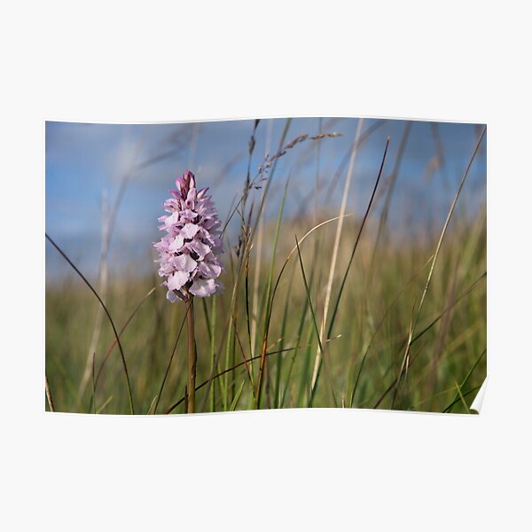 Spotted Orchid, Portnoo, Co. Donegal Poster