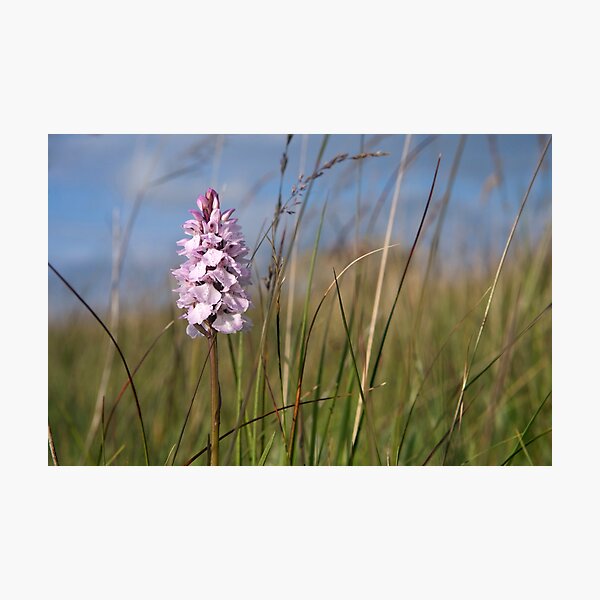 Spotted Orchid, Portnoo, Co. Donegal Photographic Print