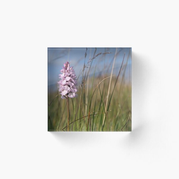 Spotted Orchid, Portnoo, Co. Donegal Acrylic Block