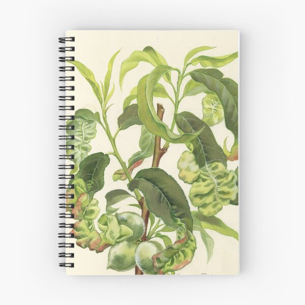 Item preview, Peach Leaf Curl designed and sold by BiosecurityColl.