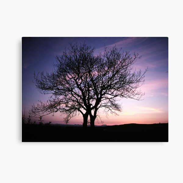 Two Trees embracing Canvas Print