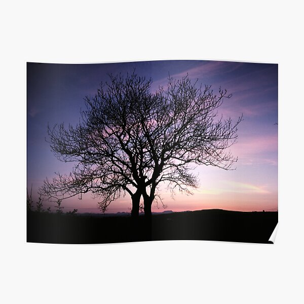Two Trees embracing Poster