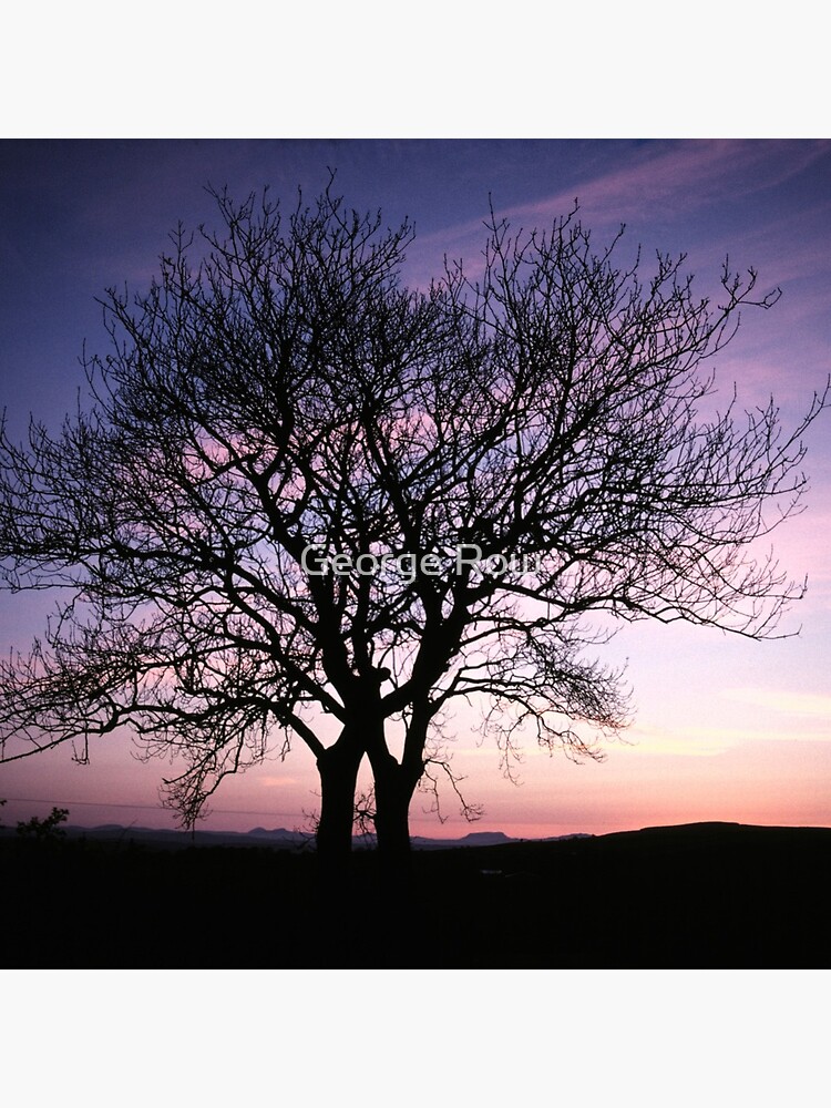 Two Trees embracing by VeryIreland