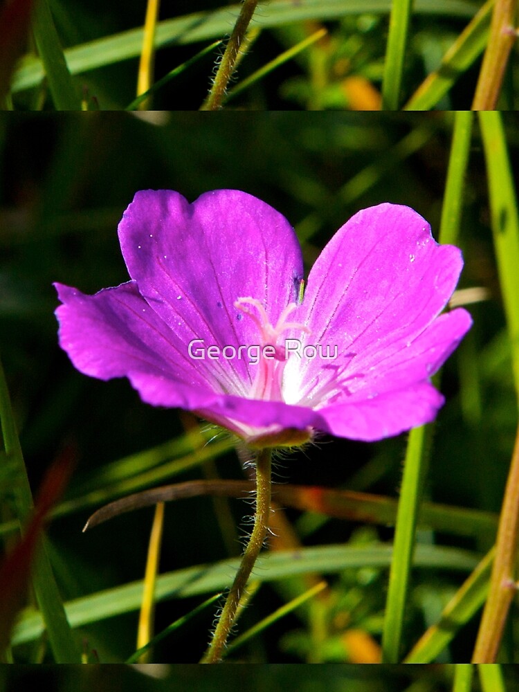 Cranesbill, Dun Eochla, Inishmore, Aran Islands by VeryIreland