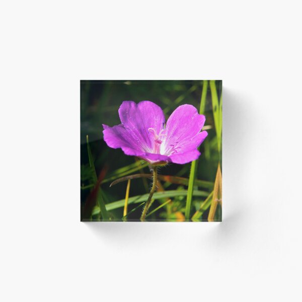 Cranesbill, Dun Eochla, Inishmore, Aran Islands Acrylic Block