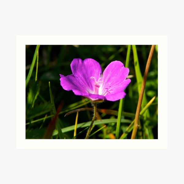 Cranesbill, Dun Eochla, Inishmore, Aran Islands Art Print