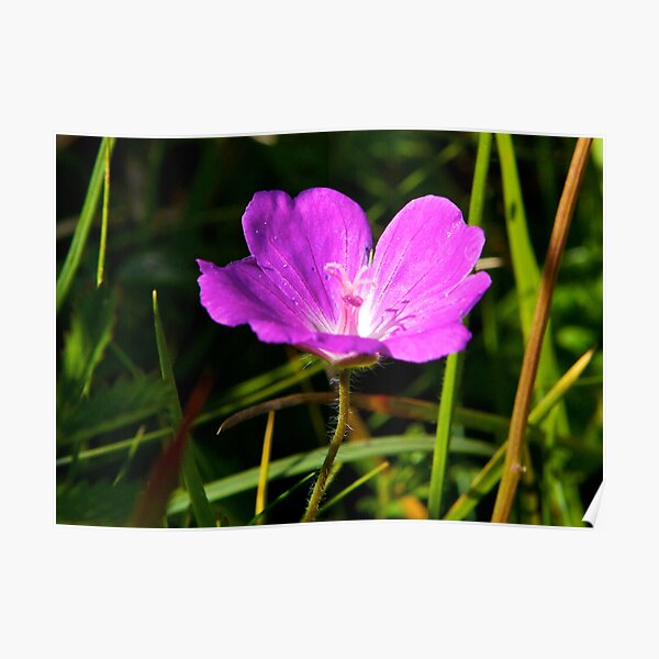 Cranesbill, Dun Eochla, Inishmore, Aran Islands Poster