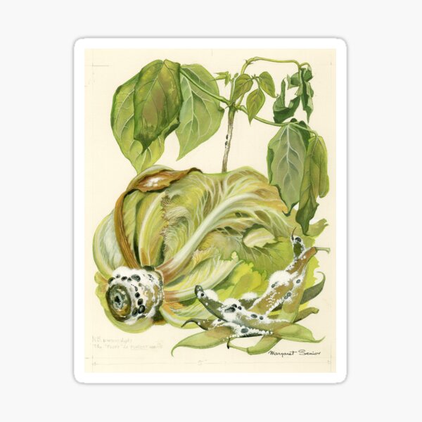 Item preview, Sclerotinia Rot designed and sold by BiosecurityColl.