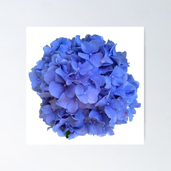 Item preview, Romantic purple blue cottage core floral | Periwinkle hydrangea, blue flower, blue floral  designed and sold by hollycooper.