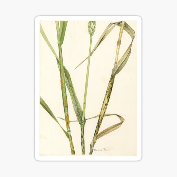 Item preview, Stem Rust of Wheat designed and sold by BiosecurityColl.