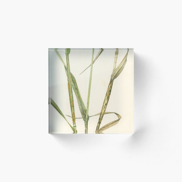 Item preview, Stem Rust of Wheat designed and sold by BiosecurityColl.