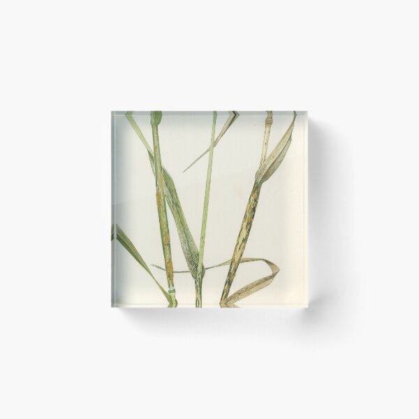 Item preview, Stem Rust of Wheat designed and sold by BiosecurityColl.