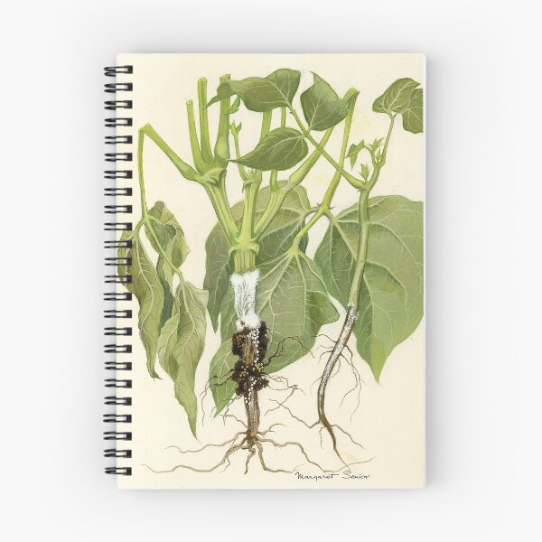 Item preview, Stem Rot of Bean designed and sold by BiosecurityColl.