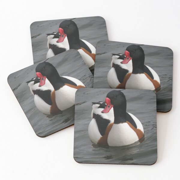 Item preview, Male Shelduck Posing on the Pond Photograph designed and sold by naturegallery.