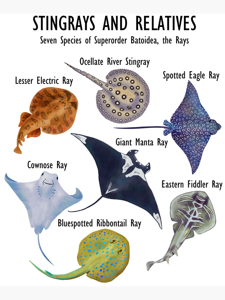 Stingray Mantaray Zip Off Trousers Stingray Species: Manta Ray