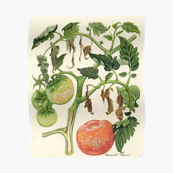 Bacterial Canker of Tomatoes Poster