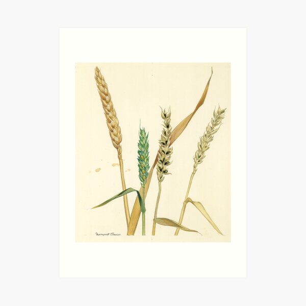 Bunt of Wheat Art Print