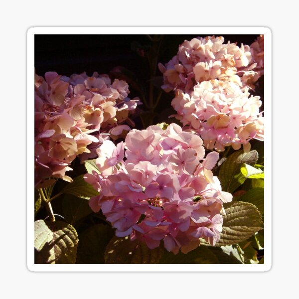 HYDRANGEA IN GLORIOUS PINK WITH A SPOT OF SUNSHINE 2022 small Sticker