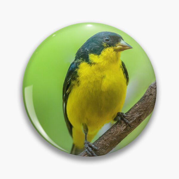 Item preview, Lesser Goldfinch Perched on a Branch designed and sold by Jeff Goulden Photography.