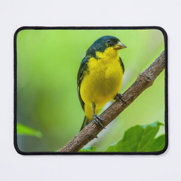 Item preview, Lesser Goldfinch Perched on a Branch designed and sold by Jeff Goulden Photography.
