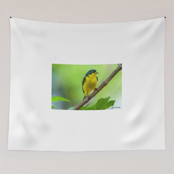 Item preview, Lesser Goldfinch Perched on a Branch designed and sold by Jeff Goulden Photography.