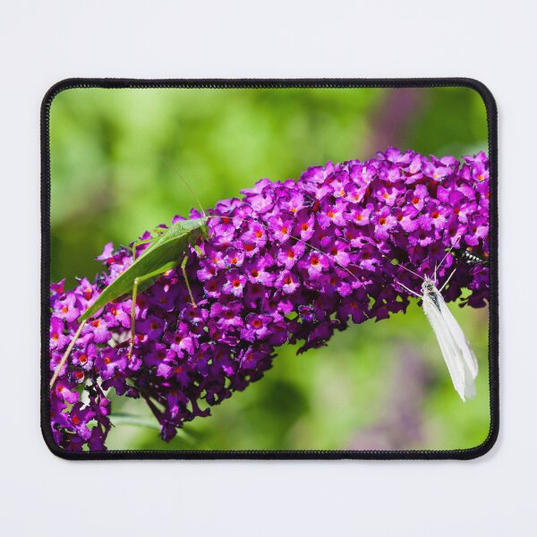 Item preview, katydid energy designed and sold by blacqbook.