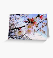 Almond Blossom Greeting Card