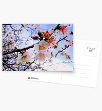 Almond Blossom Postcards