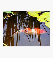 Translucent Photographic Print