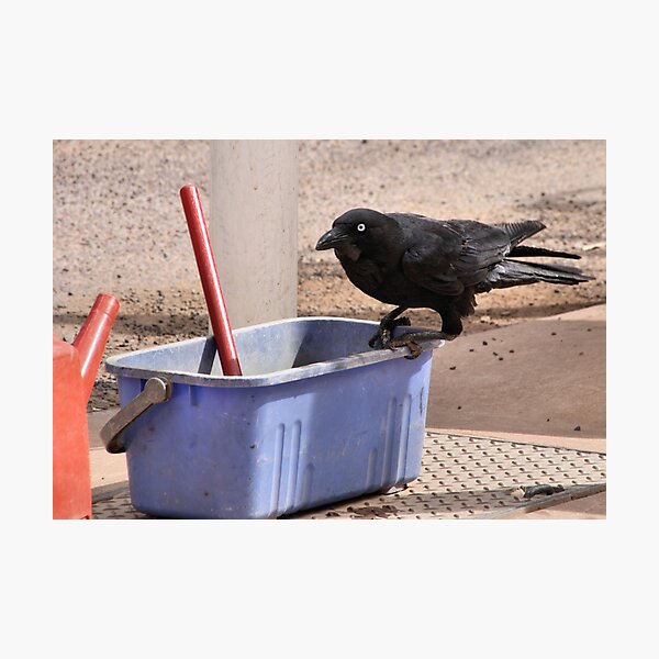 Item preview, "Yes, I'll Clean Your Window." Australian Crow  designed and sold by Carole-Anne.