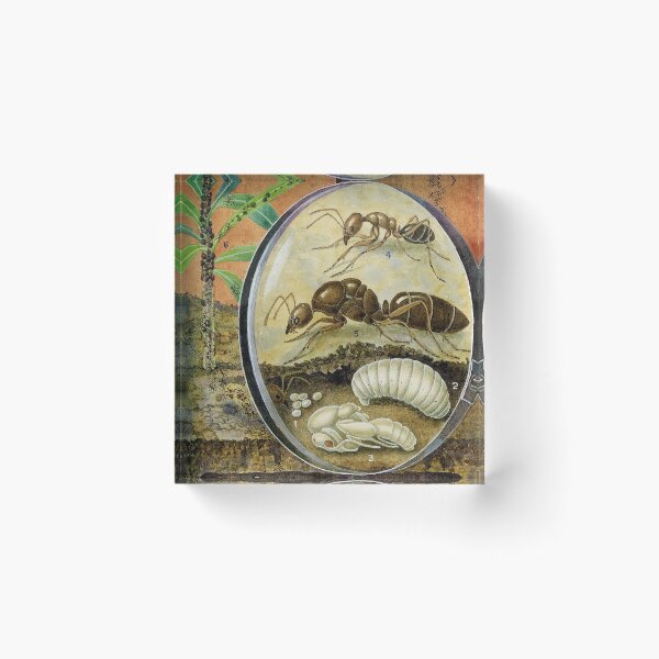 Item preview, Argentine Ant designed and sold by BiosecurityColl.