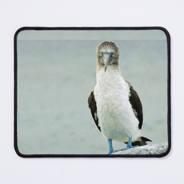 blue-footed booby Sticker for Sale by Linda McMaster