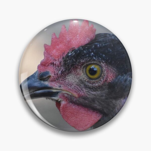 Item preview, Chicken Portrait  designed and sold by Tonia Delozier's Photography .