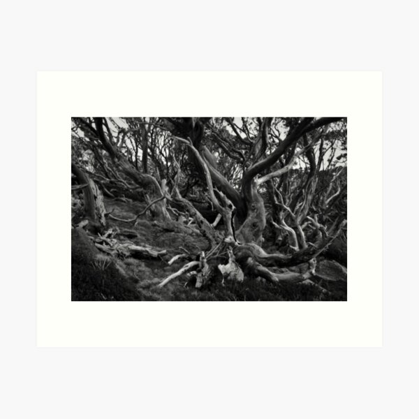 Item preview, Snow Gums Mono designed and sold by Gillian Anderson LAPS, AFIAP.