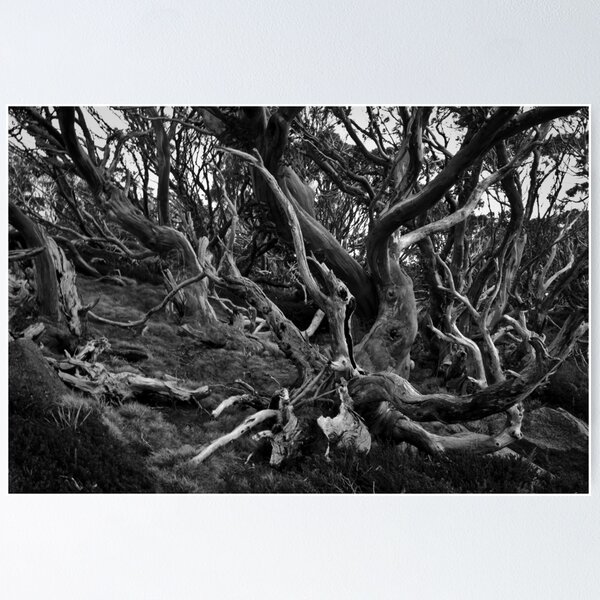 Item preview, Snow Gums Mono designed and sold by Gillian Anderson LAPS, AFIAP.