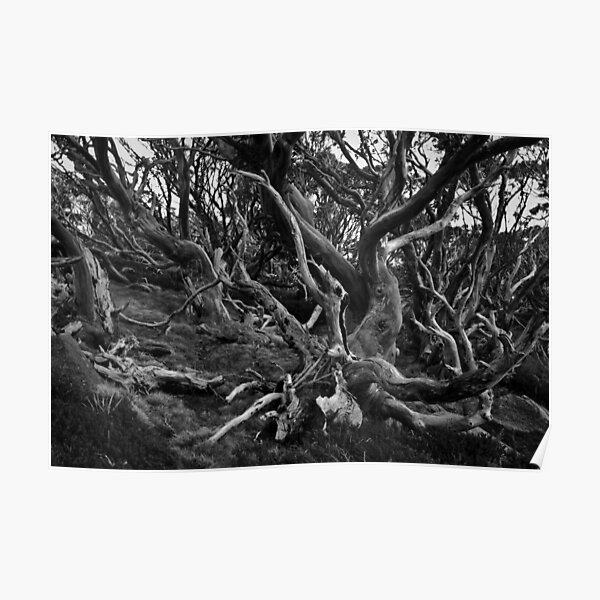 Snow Gums Mono Poster