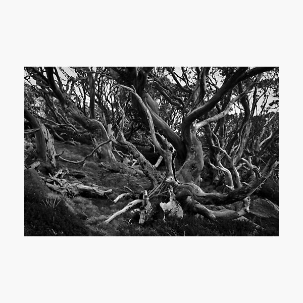 Snow Gums Mono Photographic Print