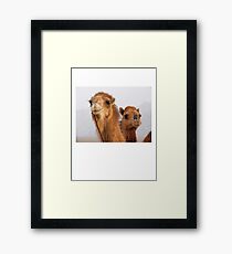 Camels Framed Print