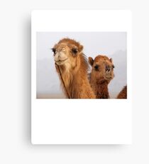 Camels Canvas Print