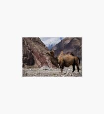 Camel on the Karakoram Highway Art Board