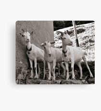 Three Goats Leinwanddruck