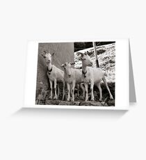 Three Goats Grußkarte