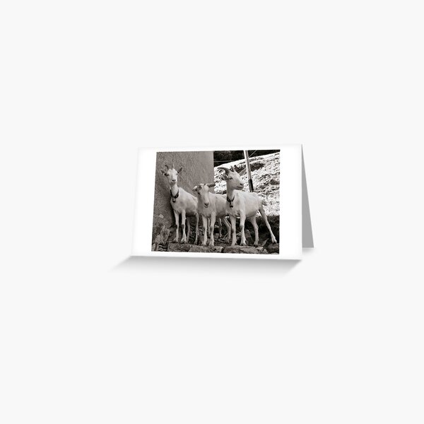 Three Goats Greeting Card