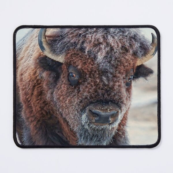 Item preview, A snow-covered American Bison Roams Yellowstone National Park designed and sold by Rocky Mountain Artistry.