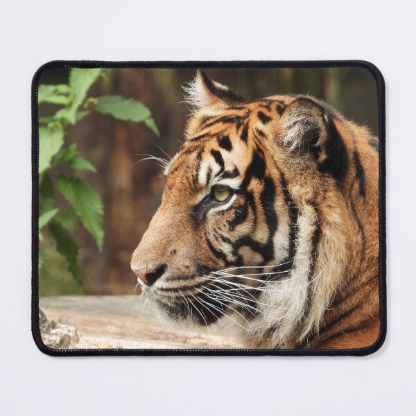 Item preview, Portrait of the tiger (Panthera tigris) designed and sold by Sintija Valucka.
