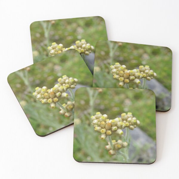 Item preview, Jersey cudweed flowers designed and sold by greentiger1.