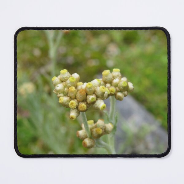 Item preview, Jersey cudweed flowers designed and sold by greentiger1.